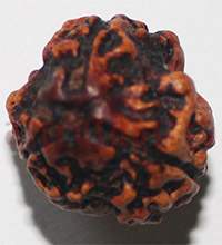 3 mukhi 24943 17.3mm